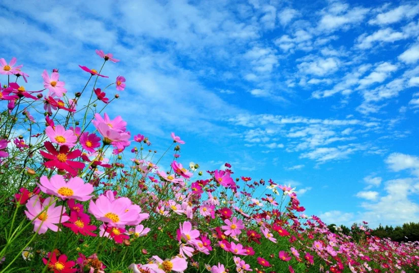 Русь моя в лугах застыла...