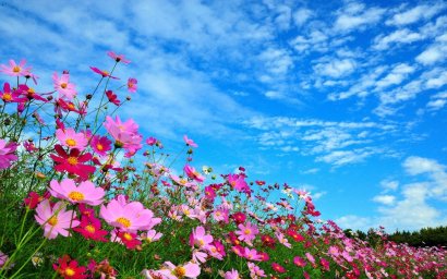 Русь моя в лугах застыла...