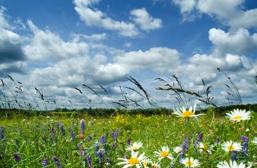 Манят песенные дали...