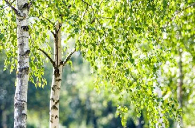 Берёзовый рай на опушке...