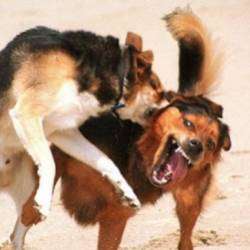 АБИОГЕНЕЗ-Грызня