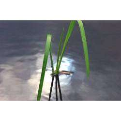 АЛЕКСЕЙ АЕДОНИЦКИЙ - ЕЛЕЙ РЕСНИЦЫ