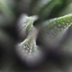 АЛЕКСЕЙ АЕДОНИЦКИЙ - СНОВА-СНОВА-СНОВА