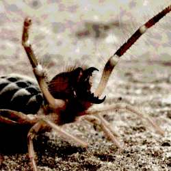 ART-Plutonia-Фаланга