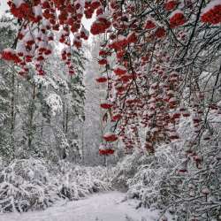 Александр Резанов-Рябина красная
