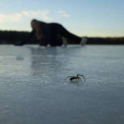 Аморальные песни-Антивирусная