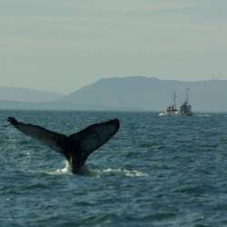 VeraNacii Vaxy IvaNNo - Тюлень и касатка