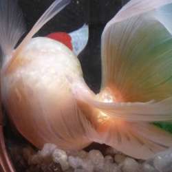 Аморальные песни - Математическая колыбельная рыбенку