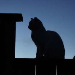 Аморальные песни-Котятовский централ