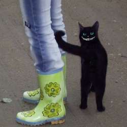 Аморальные песни-Паста Шоко-ладное Глазго и секретарские шкуры