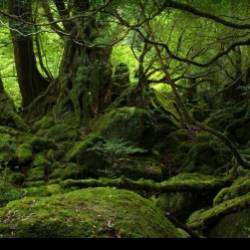 БЕДУИН-По лесу