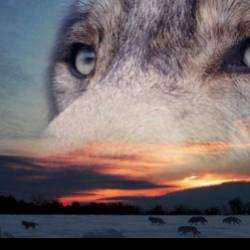 БЕДУИН-ешьте её о волки