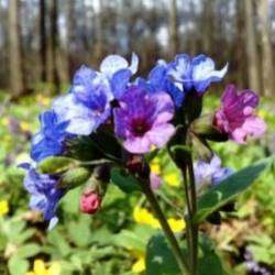 Берегиня-Медуница