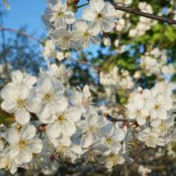 Берегиня-Здравствуй лето