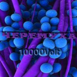 Черемуха-Голова