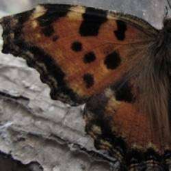 D-Forest-Old-School Club Track 110 bpm