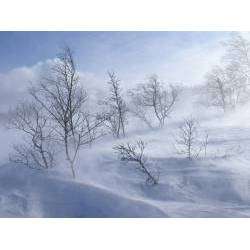 Дмитрий Ушаков - Вьюга