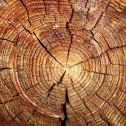 ФатумЪ-Бревно