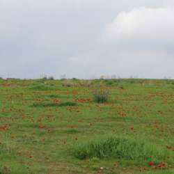 Гильгулим-O qui perpetua