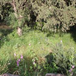 Гильгулим-Стихии