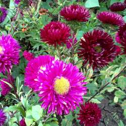 Иван Макаров - Осень рыжая старуха