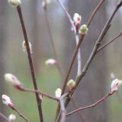 Калоши Счастья-Я Один