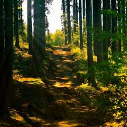 Lemm-Мотыльки