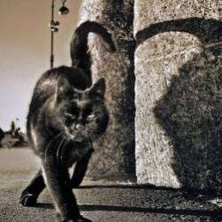 Леонид Минаев-Не надо давить котов