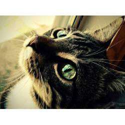 Luckycat - С меня хватит