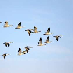 Мамошин Александр-Ты шёл наугад