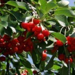 MaxMelody-Вышла за вишнями в сад