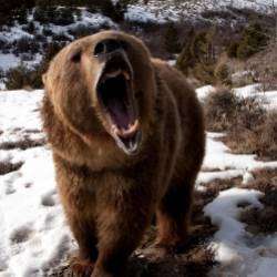 Медведь  Dj Vini remix-Любимая моя