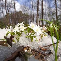 Poet Park-Будем смеятся Демо
