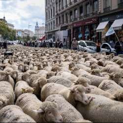 Серебряная нить -Стадо