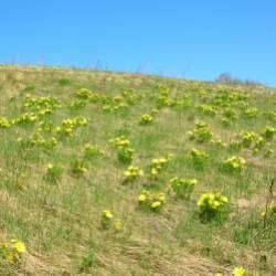 Сергей Мошков-Горицвет поляночку расцветил