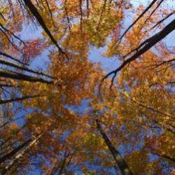 Сергей Мошков-Листья ли с дерева рушатся