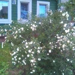 Сергей Мошков-Зазноба