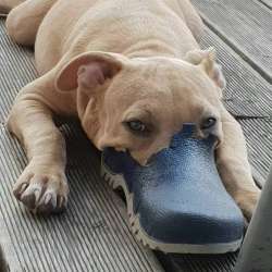 Сергей НезвереV-Коронавирус