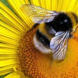 Сообщество Эгон Байков и друзья (СЭБИД)  - Девятая планета