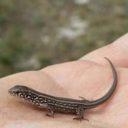 Сообщество Эгон Байков и друзья (СЭБИД)  - узункуль