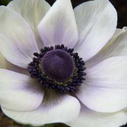 Сообщество Эгон Байков и друзья (СЭБИД) - ЧЁРНЫЙ АНЕМОН