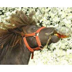 Steve-shenker - ШАРАБАН