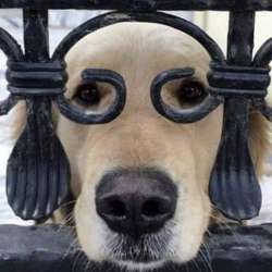 Steve Shenker-шалый пёс