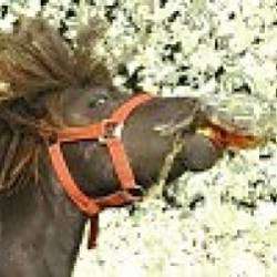 Steve-Shenker-шарабан кривых дорог