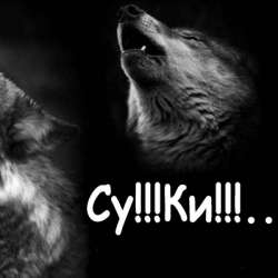 Steve Shenker-суки