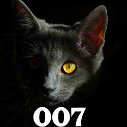 Steve-Shenker - 007: Квантовый Кот