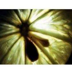 Synthetic Mind-Introvision remastered