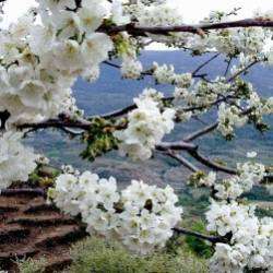 Виктор  Репин-Майская песня