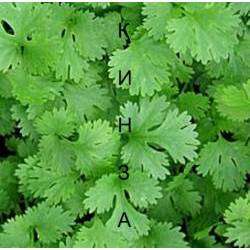 кинза - окно