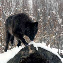 слова леха рубин-  поет прессоташе-жизнь